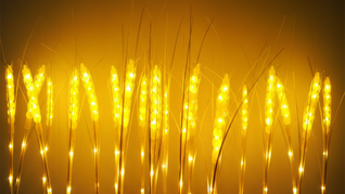 15er Set dimmbar inkl. Trafo