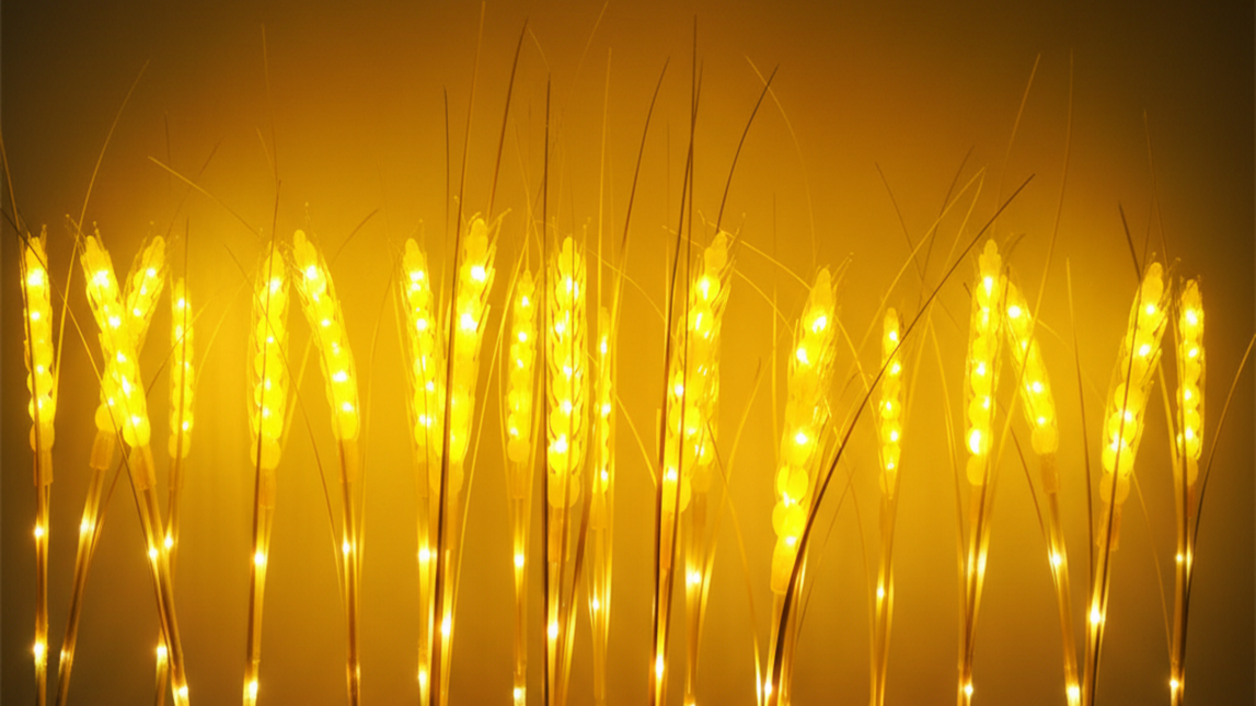 Exklora Weizenähren 15-90er Sets Dimmbar/nicht Dimmbar