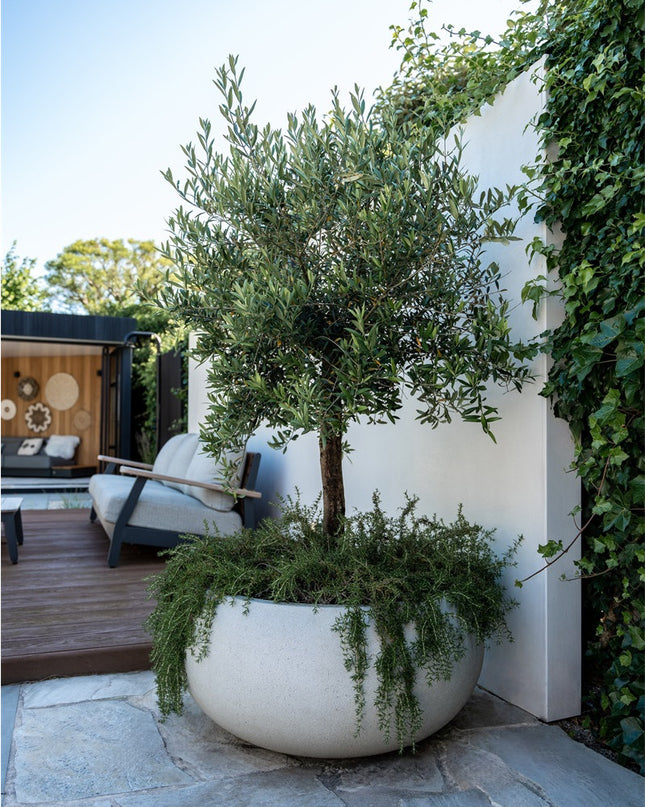 LUCA Grigio Low Balloon Antique White