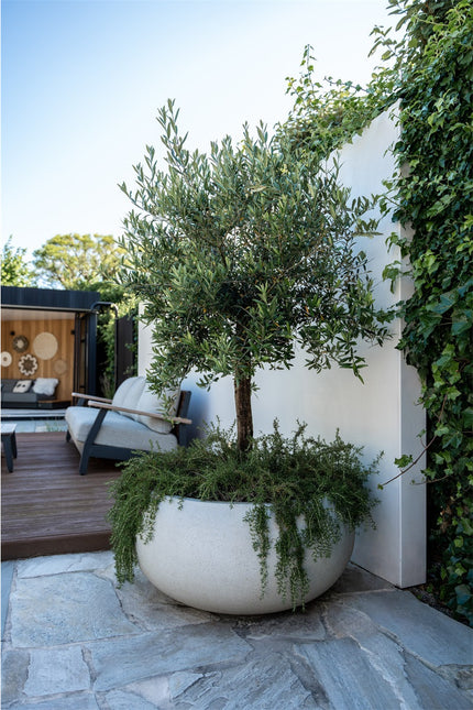 LUCA Grigio Low Balloon Antique White