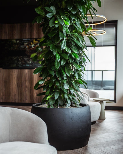 LUCA Grigio Modern Bowl Anthracite