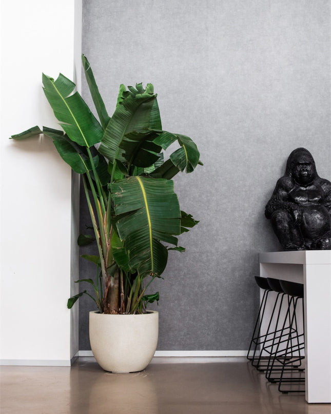 LUCA Grigio New Egg Pot Antique White