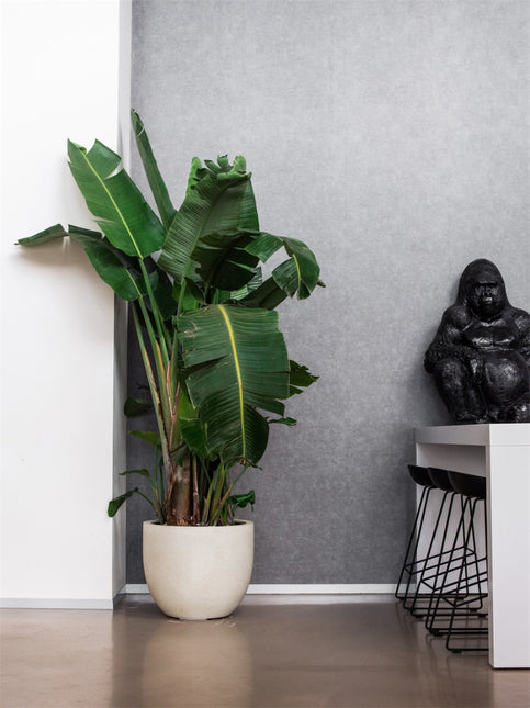 LUCA Grigio New Egg Pot Antique White