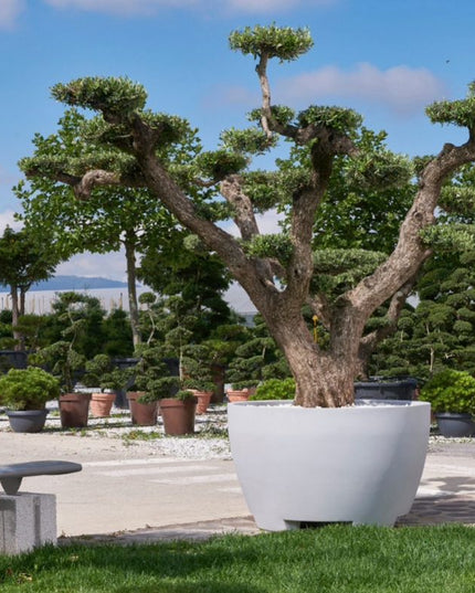 Megalos Pflanzkübel Betongrau