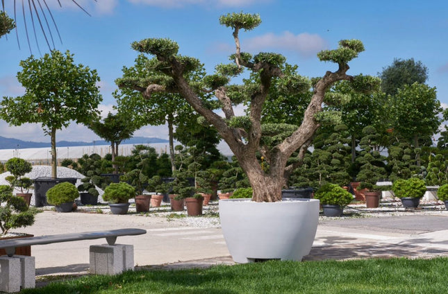 Megalos Pflanzkübel Betongrau