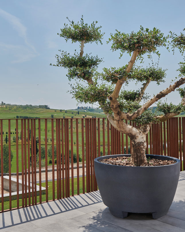 Megalos Pflanzkübel Chocolate